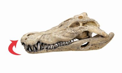 Nobby Aqua Crocodile Skull